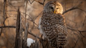 RÉSULTATS DU CONCOURS DE MARS 2022 « ANIMALIER »