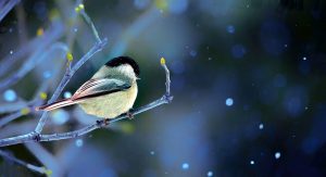 Tester WordPress Galerie avec Elementor