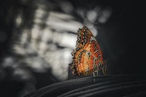 Modèle d’article des résultats d’un concours interne